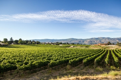 BEAUMONT ESTATE VINEYARDS
